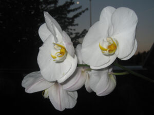 Blomst (orkide)